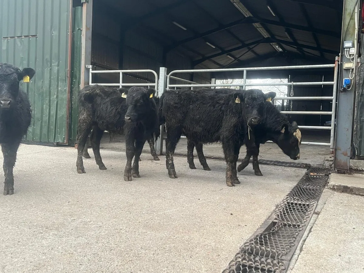 5 super Angus weanling bullocks - Image 3