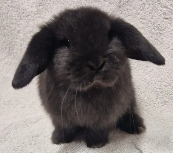 Pure bred mini lop best sale rabbits sale