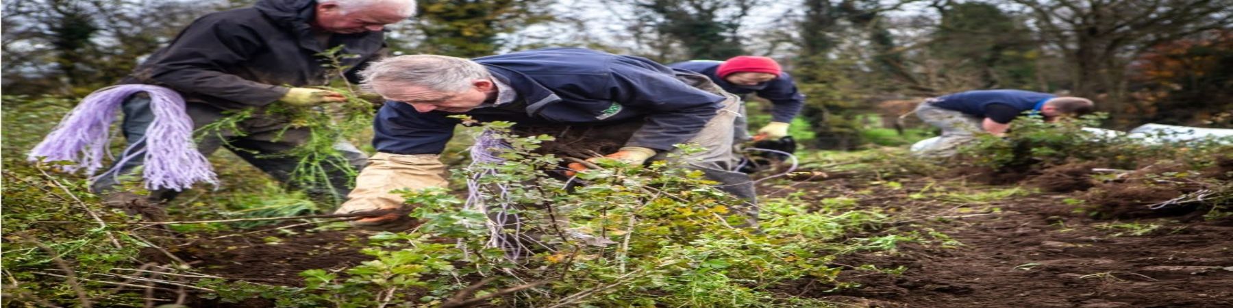 Ask ME Landscaping - Tree & Hedge Planting showroom