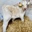 CHRISTOPHER MCCANN CALF SUPPLIES