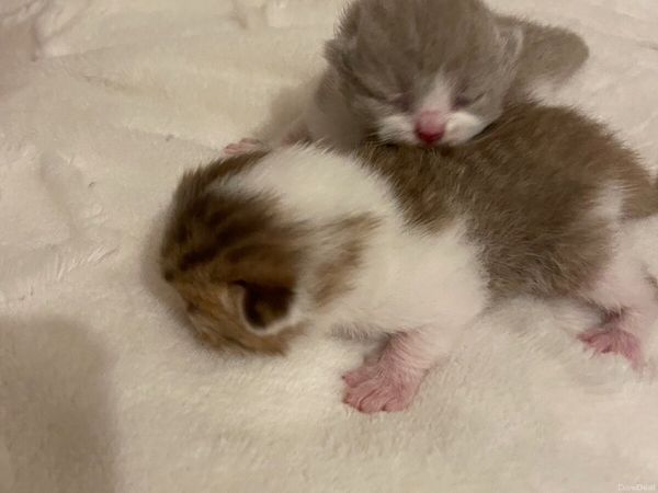 Audi A4 Saloon, Diesel, 2023, Grey