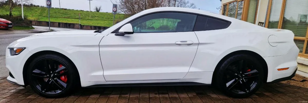 Mustang Absolutely Stunning - Image 3