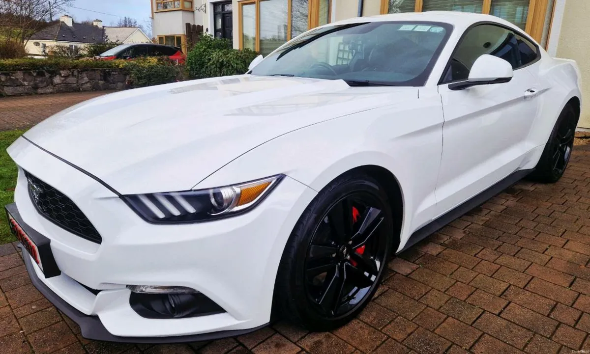 Mustang Absolutely Stunning - Image 2