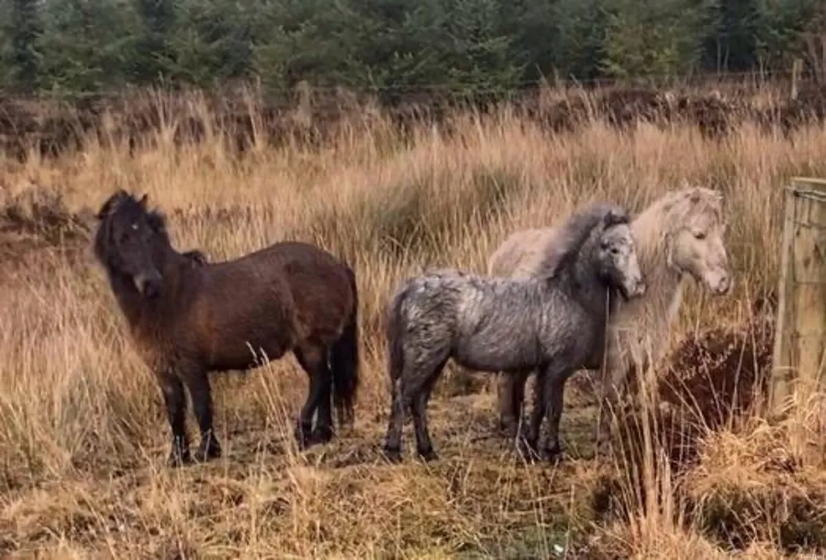 Kerry bog pony colt - Image 1