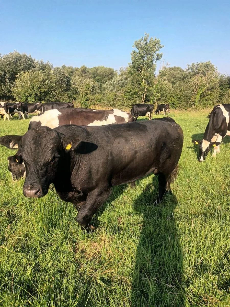 Angus Bull - Image 1