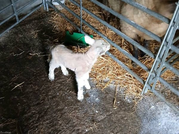 Audi A6 Coupe, Diesel, 2011, Red