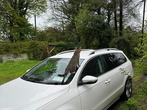 Volkswagen Passat Estate, Petrol, 2014, White