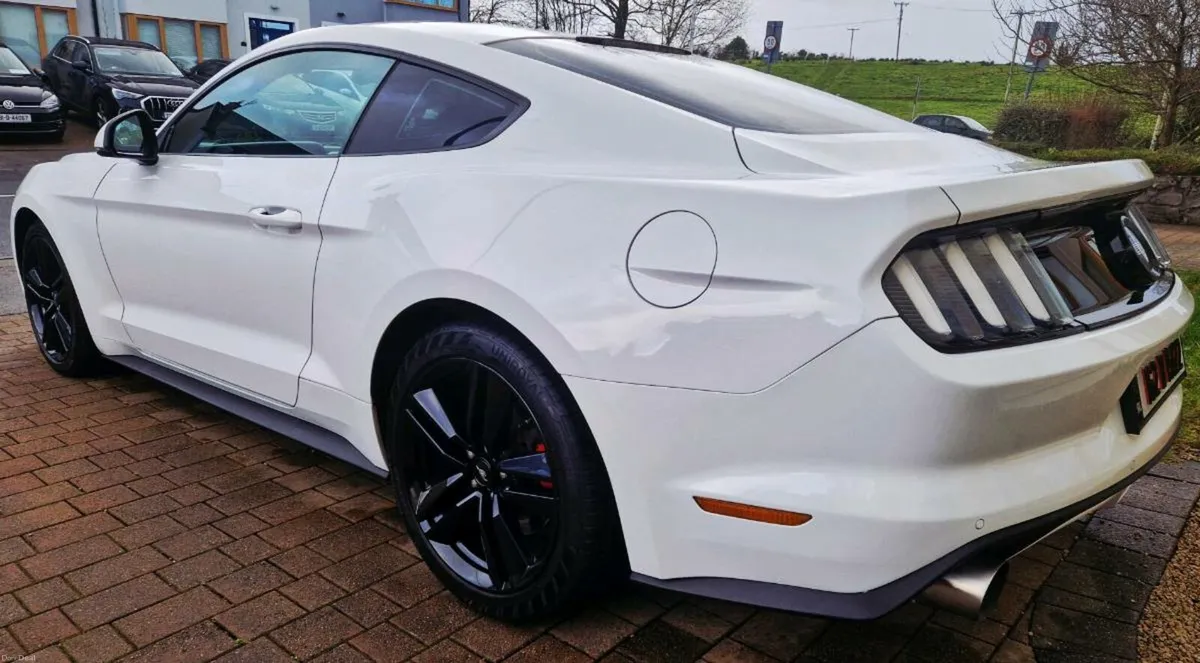 Mustang Absolutely Stunning - Image 4