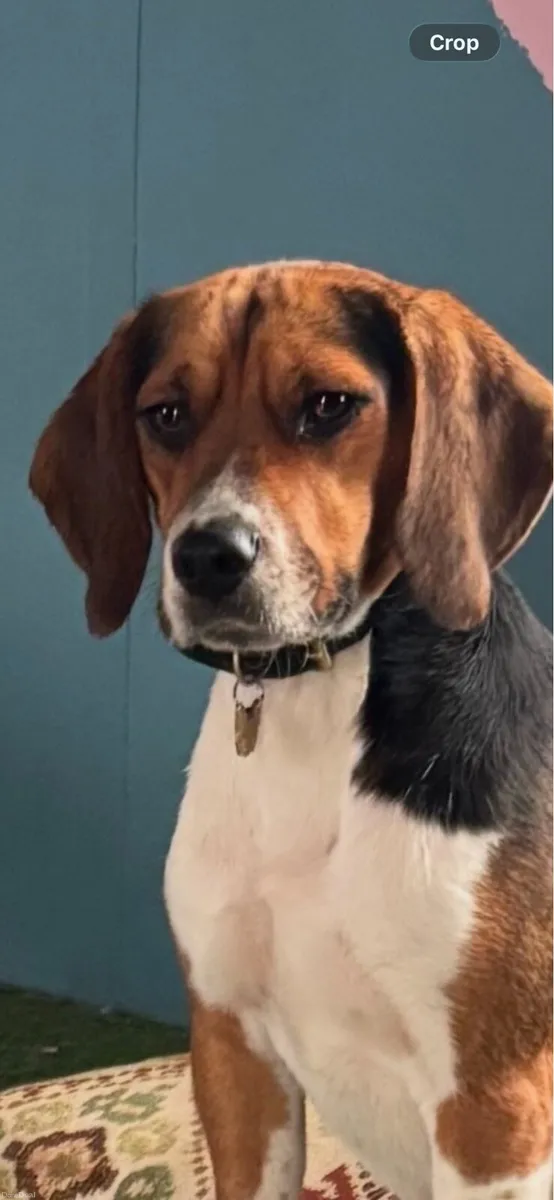 Reward for Mouse and Rupert - Image 2