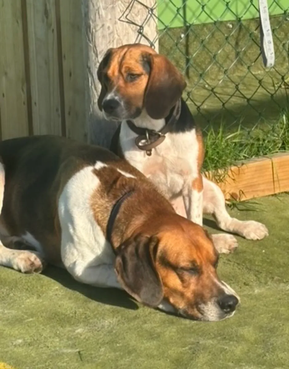 Reward for Mouse and Rupert - Image 4