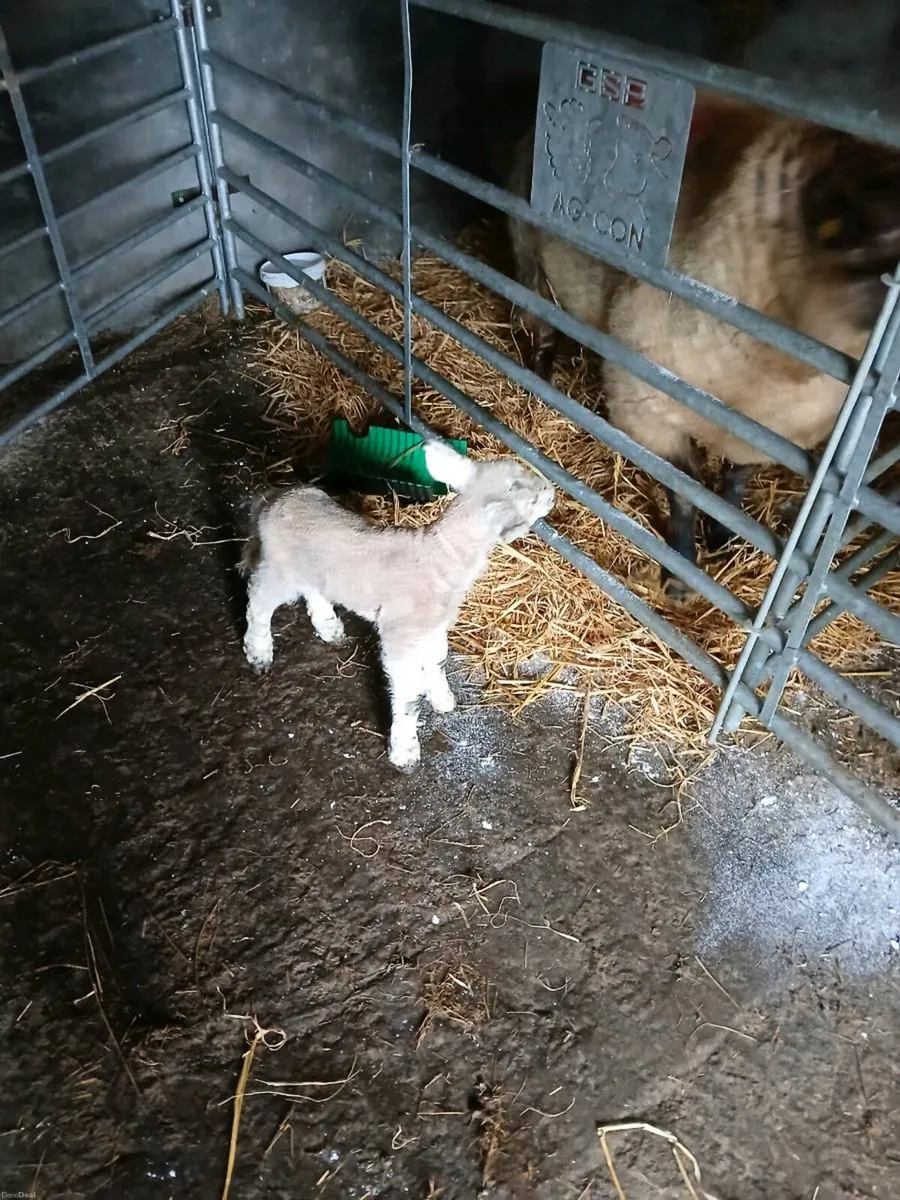 Pet lamb - Image 1