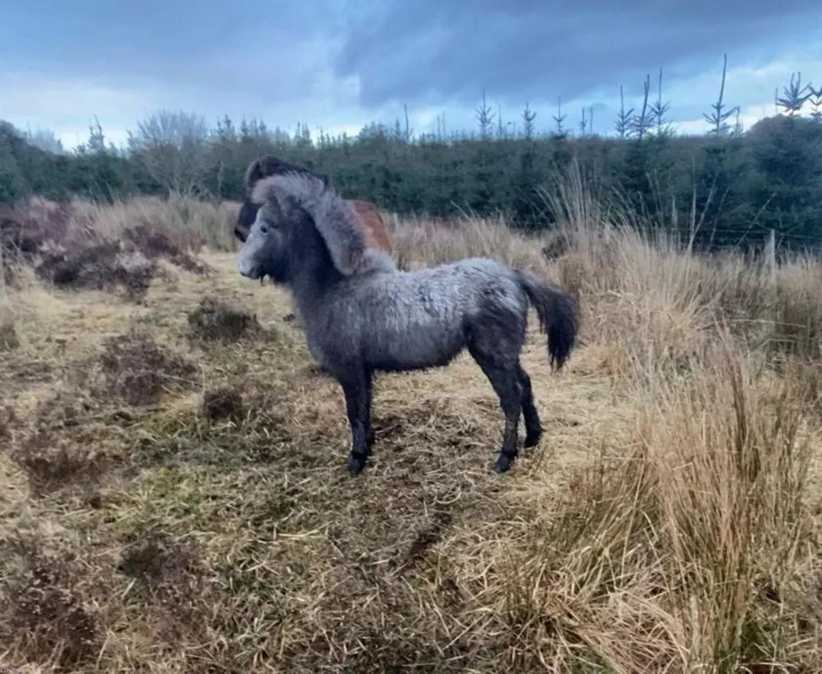 Kerry bog pony colt - Image 2