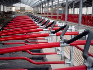 Cow Cubicles - Image 3