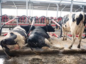 Cow Cubicles - Image 4
