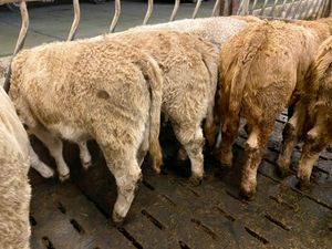 Do U Need Powerful Charolais Heifers - Image 4