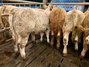 Do U Need Powerful Charolais Heifers - Image 2