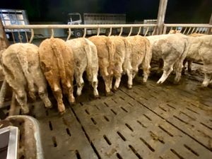 Do U Need Powerful Charolais Heifers - Image 2
