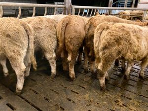 Smashing Charolais Heifers - Image 4