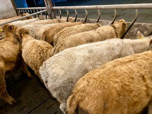Charolais Heifers 350kg - Image 2