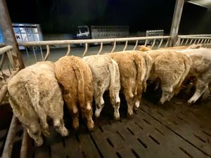 Charolais Heifers 350kg - Image 2