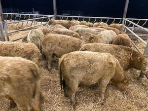 Charolais Heifers & Charolais Bullocks - Image 3