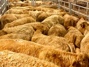 Charolais Heifers & Charolais Bullocks - Image 4