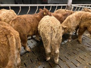 Lovely Charolais Bullocks - Image 3