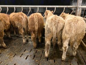 Lovely Charolais Bullocks - Image 4