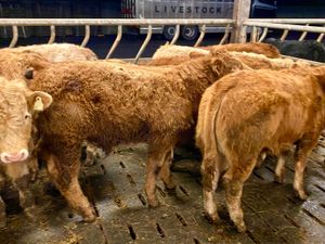 Top Quality U Grading Continental Bullocks - Image 3