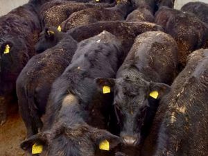 BULLOCKS•HEIFERS•BULLS•CALVES - Image 2