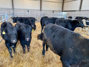 ANGUS & HEREFORD 300kg / 350kg - Image 3