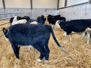 Good Square Cattle - Image 3