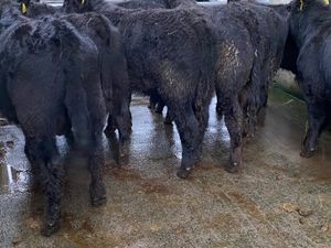 Good Cattle - Image 4