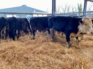 Good Cattle - Image 3