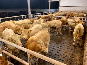 Top Quality U Grading Continental Bullocks - Image 2