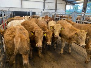 Lovely Charolais Bullocks - Image 2