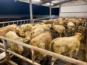 Top Quality U Grading Continental Bullocks - Image 3