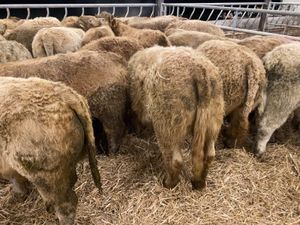 Continental Bullocks & Continental Bulls - Image 3