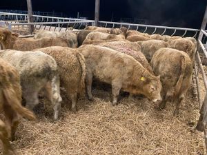 Continental Bullocks & Continental Bulls - Image 3