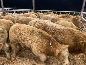 Continental Bullocks & Continental Bulls - Image 2