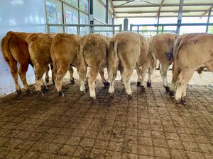 Smashing Charolais Bullocks - Image 2