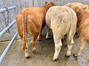 LEINSTER LIVESTOCK • QUALITY CATTLE - Image 2