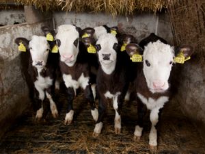 EASYFIX Calf Slats - Image 2