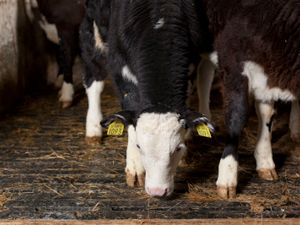 EASYFIX Calf Slats - Image 3