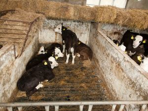 EASYFIX Calf Slats - Image 4