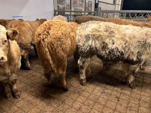 10 Charolais Bullocks 360kg/380kg - Image 2