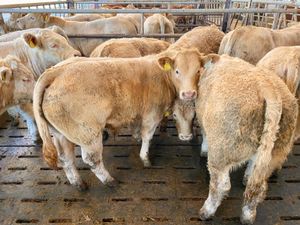 Continental Bulls & Continental  Bullocks - Image 3