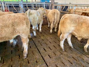 Continental Bulls & Continental  Bullocks - Image 3