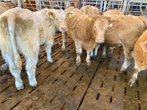 Continental Bulls & Continental  Bullocks - Image 4