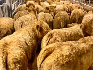 300kg Smashing Charolais Bullocks - Image 2